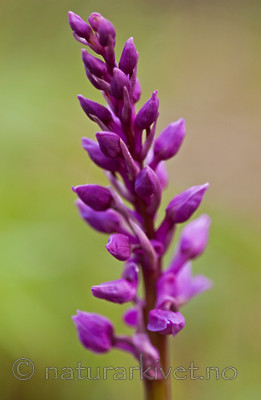 BB 07 0077 / Orchis mascula / Vårmarihand